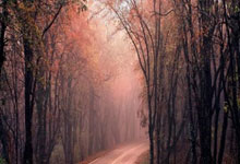 数说真相 ｜ 受伤也罚球再离场！塔图姆本赛季的真实表现究竟如何？.